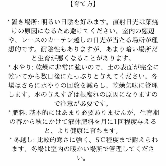 観葉植物現品販売