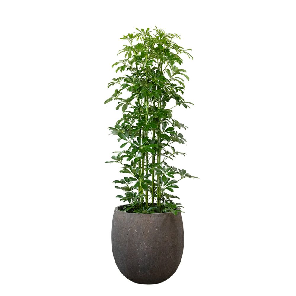 ホンコンカポック 10号鉢 ファイバーストーン(陶器)鉢カバー付き 観葉植物 本物