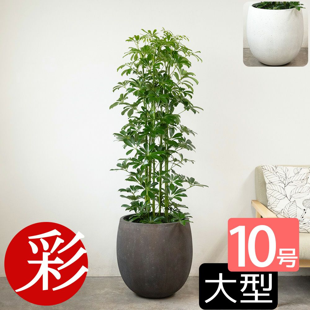 ホンコンカポック 10号鉢 ファイバーストーン(陶器)鉢カバー付き 観葉植物 本物