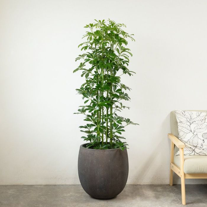 ホンコンカポック 10号鉢 ファイバーストーン(陶器)鉢カバー付き 観葉植物 本物