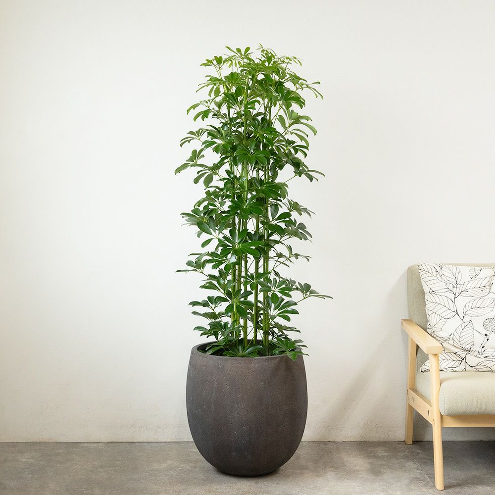 ホンコンカポック 10号鉢 ファイバーストーン(陶器)鉢カバー付き 観葉植物 本物