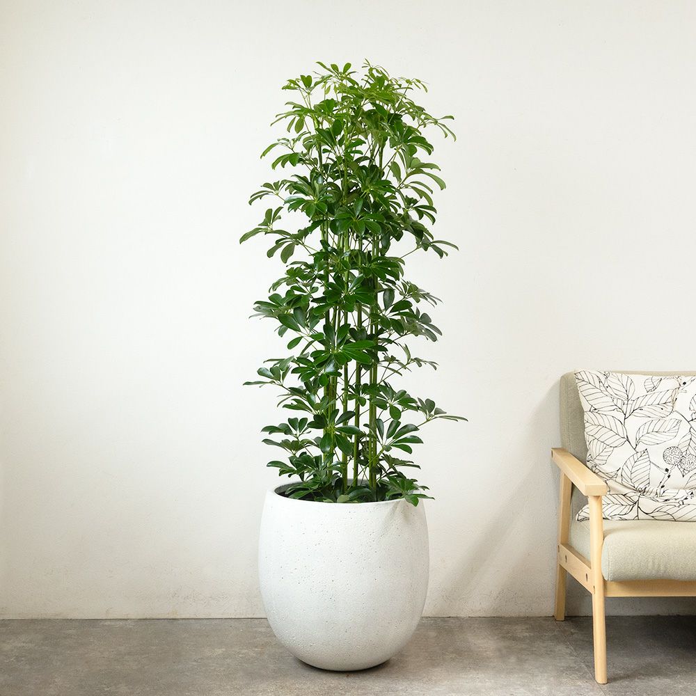 ホンコンカポック 10号鉢 ファイバーストーン(陶器)鉢カバー付き 観葉植物 本物