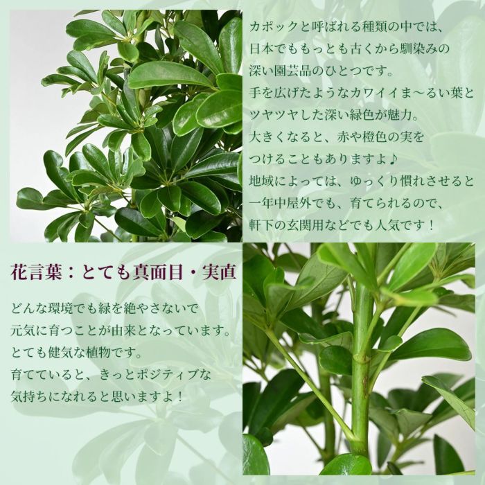 ホンコンカポック 10号鉢 ファイバーストーン(陶器)鉢カバー付き 観葉植物 本物