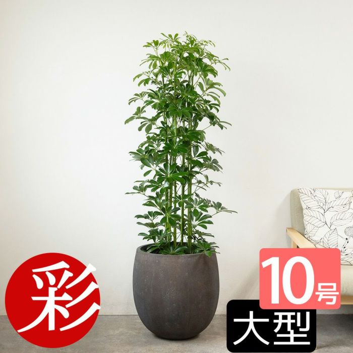 ホンコンカポック 10号鉢 ファイバーストーン(陶器)鉢カバー付き 観葉植物 本物