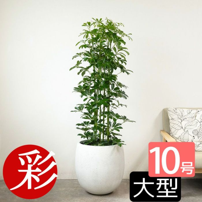 ホンコンカポック 10号鉢 ファイバーストーン(陶器)鉢カバー付き 観葉植物 本物