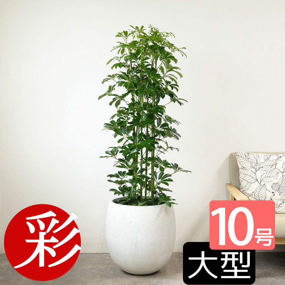 ホンコンカポック 10号鉢 ファイバーストーン(陶器)鉢カバー付き 観葉植物 本物