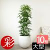 ホンコンカポック 10号鉢 ファイバーストーン(陶器)鉢カバー付き 観葉植物 本物