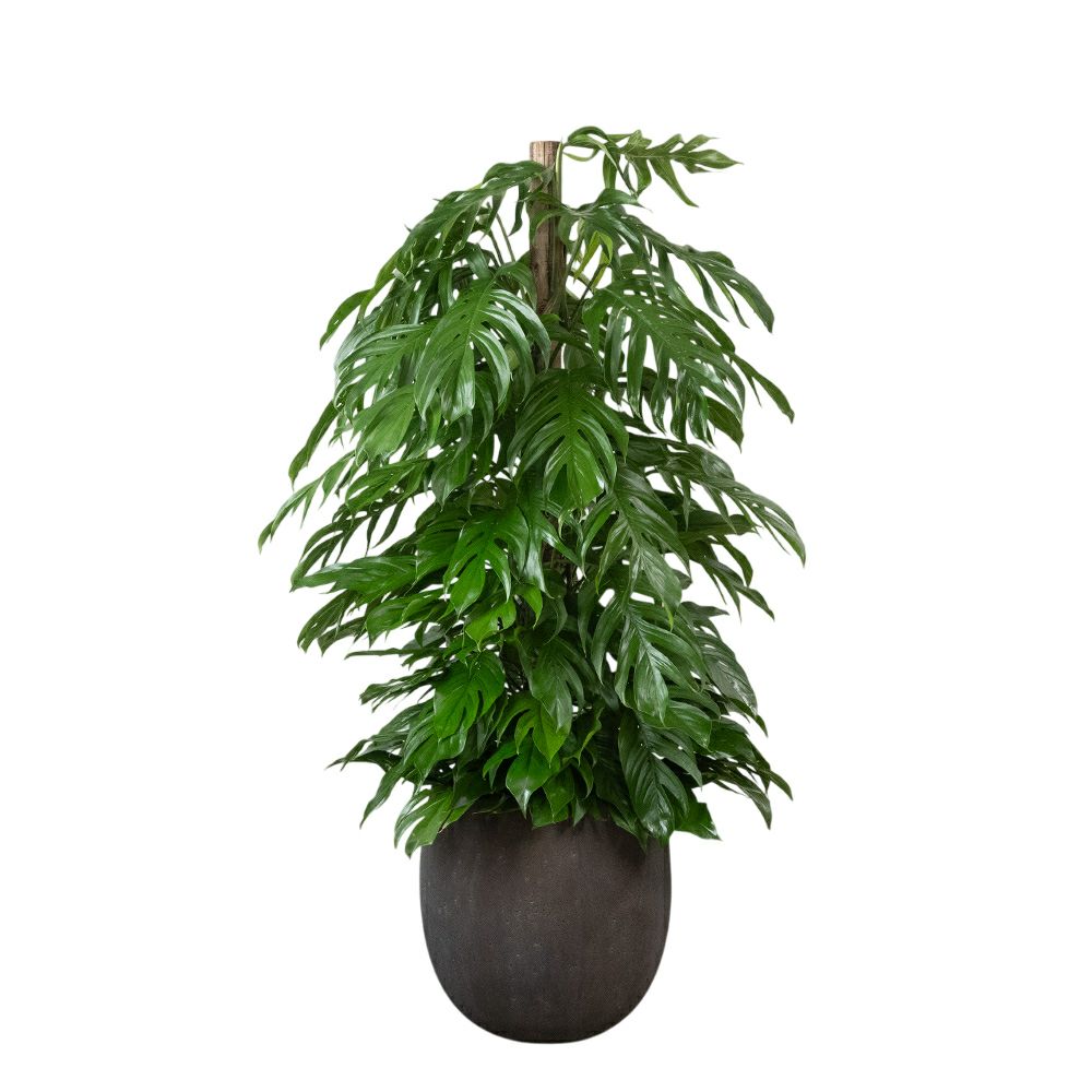 マングーカズラ 10号鉢 ファイバーストーン(陶器)鉢カバー付き 観葉植物 本物