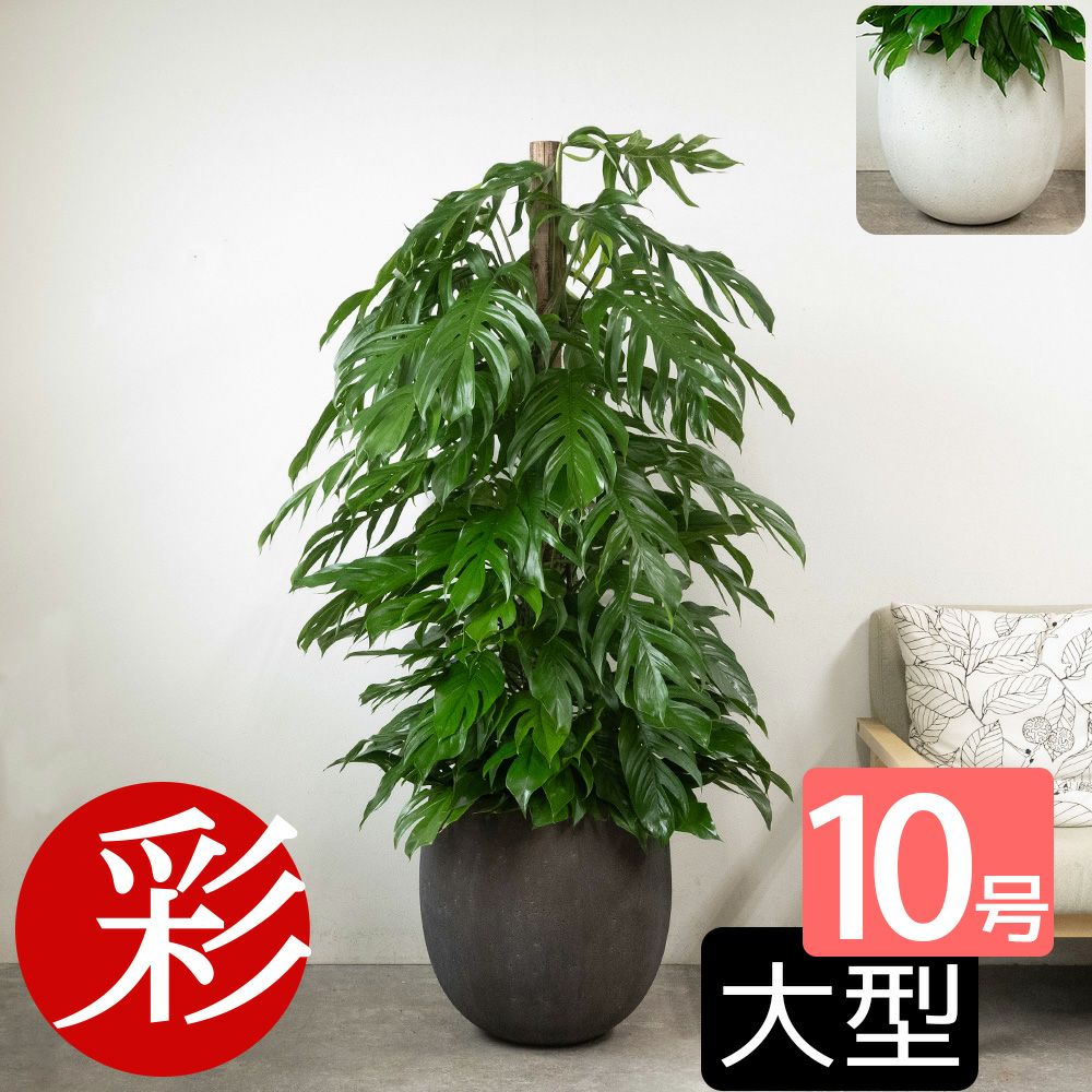 マングーカズラ 10号鉢 ファイバーストーン(陶器)鉢カバー付き 観葉植物 本物