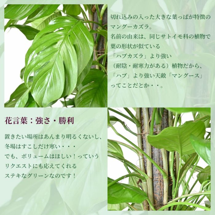 マングーカズラ 10号鉢 ファイバーストーン(陶器)鉢カバー付き 観葉植物 本物