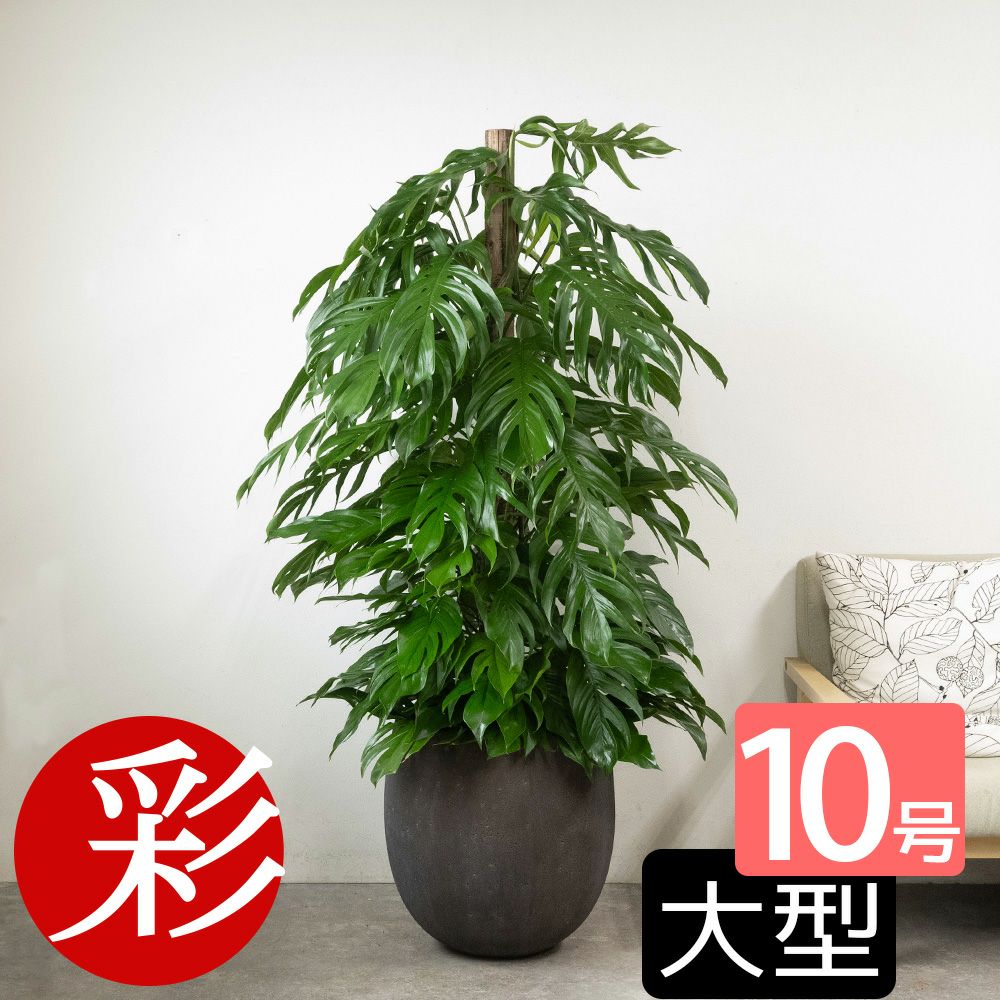 マングーカズラ 10号鉢 ファイバーストーン(陶器)鉢カバー付き 観葉植物 本物