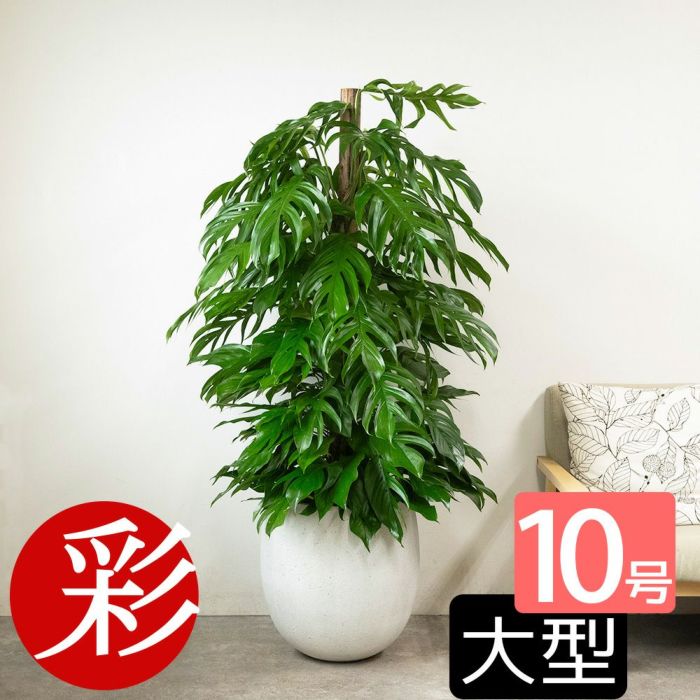 マングーカズラ 10号鉢 ファイバーストーン(陶器)鉢カバー付き 観葉植物 本物