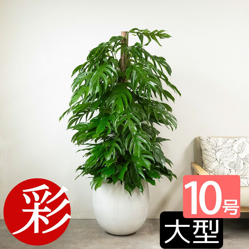 マングーカズラ 10号鉢 ファイバーストーン(陶器)鉢カバー付き 観葉植物 本物