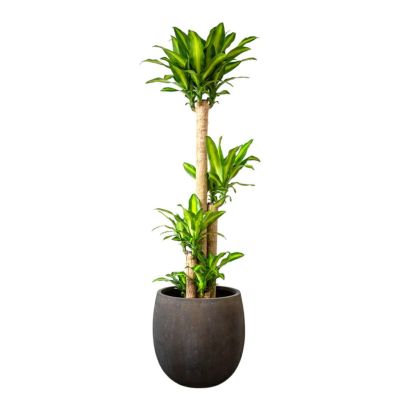 週末特価！5鉢価格！幸福の木　アレカヤシ　モンステラ　苗　苗木　観葉植物 大特価！5鉢価格！幸福の木 アレカヤシ モンステラ ポトス 苗