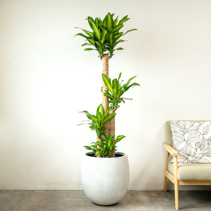 幸福の木 ドラセナ・マッサンゲアナ 10号鉢 ファイバーストーン(陶器)鉢カバー付き 観葉植物 本物