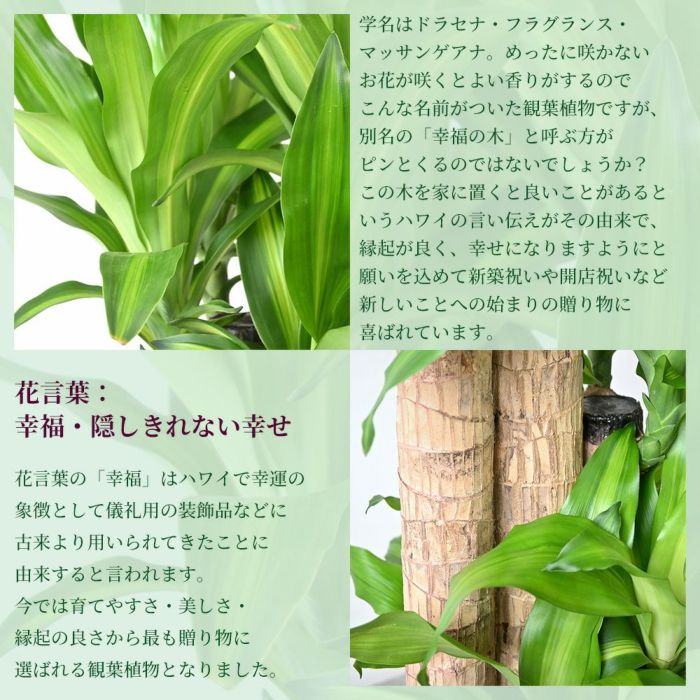 幸福の木 ドラセナ・マッサンゲアナ 10号鉢 ファイバーストーン(陶器)鉢カバー付き 観葉植物 本物