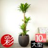 幸福の木 ドラセナ・マッサンゲアナ 10号鉢 ファイバーストーン(陶器)鉢カバー付き 観葉植物 本物