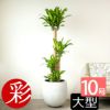 幸福の木 ドラセナ・マッサンゲアナ 10号鉢 ファイバーストーン(陶器)鉢カバー付き 観葉植物 本物
