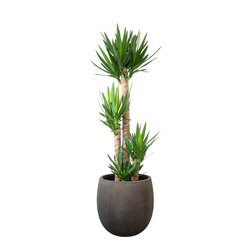 ユッカ・エレファンティペス 10号鉢 ファイバーストーン(陶器)鉢カバー付き 観葉植物 本物