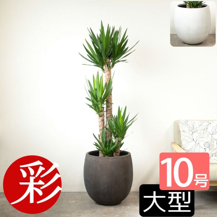 ユッカ・エレファンティペス 10号鉢 ファイバーストーン(陶器)鉢カバー付き 観葉植物 本物