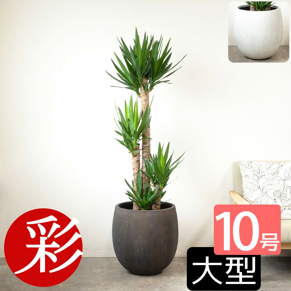 ユッカ・エレファンティペス 10号鉢 ファイバーストーン(陶器)鉢カバー付き 観葉植物 本物