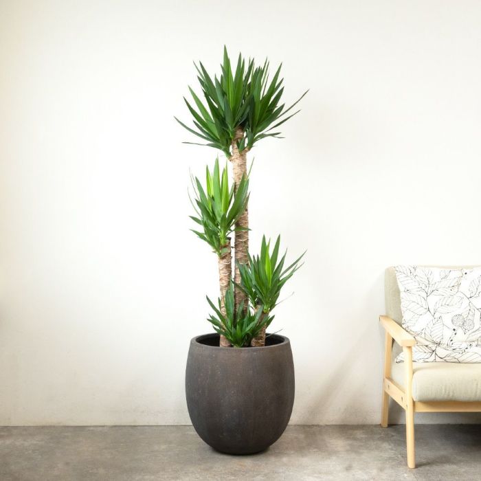 ユッカ・エレファンティペス 10号鉢 ファイバーストーン(陶器)鉢カバー付き 観葉植物 本物