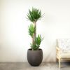 ユッカ・エレファンティペス 10号鉢 ファイバーストーン(陶器)鉢カバー付き 観葉植物 本物