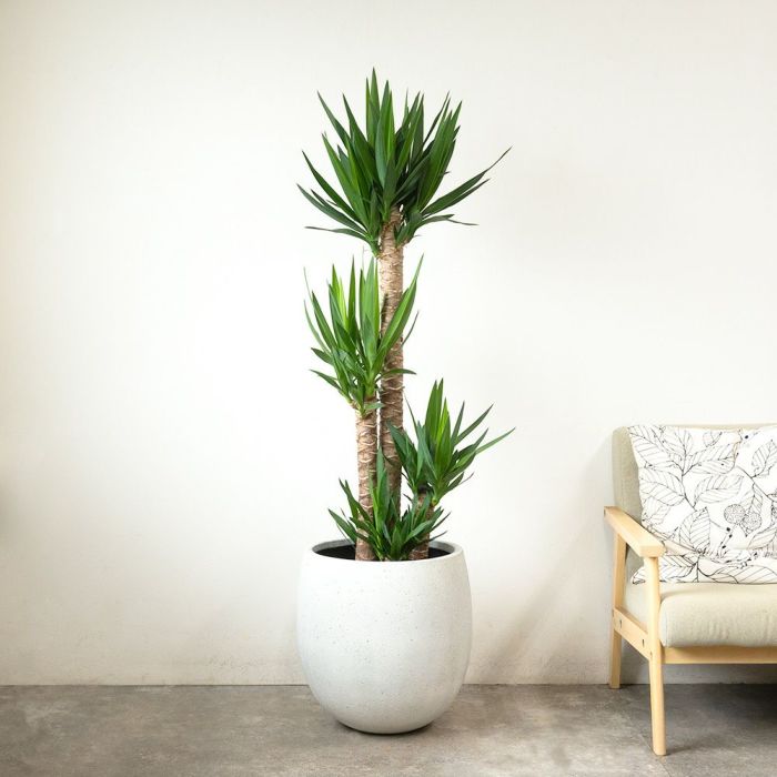 ユッカ・エレファンティペス 10号鉢 ファイバーストーン(陶器)鉢カバー付き 観葉植物 本物