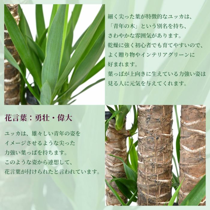 ユッカ・エレファンティペス 10号鉢 ファイバーストーン(陶器)鉢カバー付き 観葉植物 本物