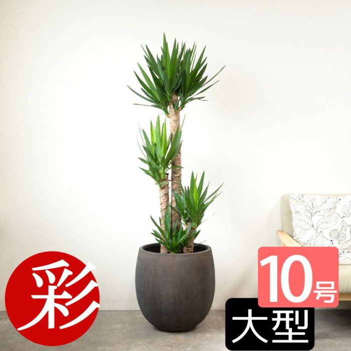 ユッカ・エレファンティペス 10号鉢 ファイバーストーン(陶器)鉢カバー付き 観葉植物 本物