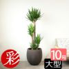 ユッカ・エレファンティペス 10号鉢 ファイバーストーン(陶器)鉢カバー付き 観葉植物 本物