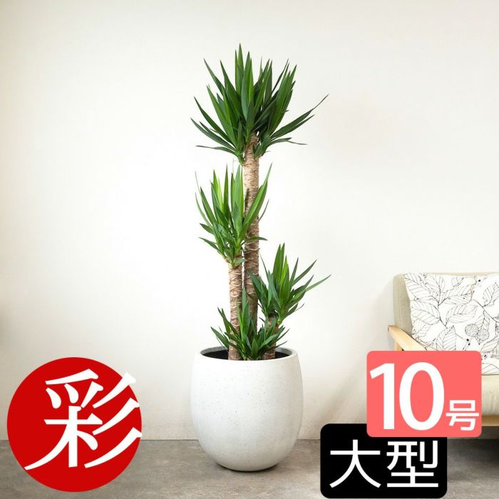 ユッカ・エレファンティペス 10号鉢 ファイバーストーン(陶器)鉢カバー付き 観葉植物 本物