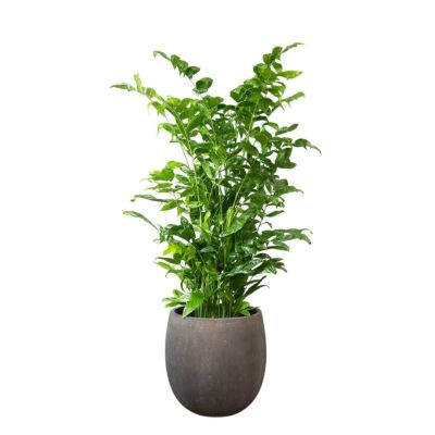 高性チャメドレア 通販 【観葉植物の専門店 彩植健美】