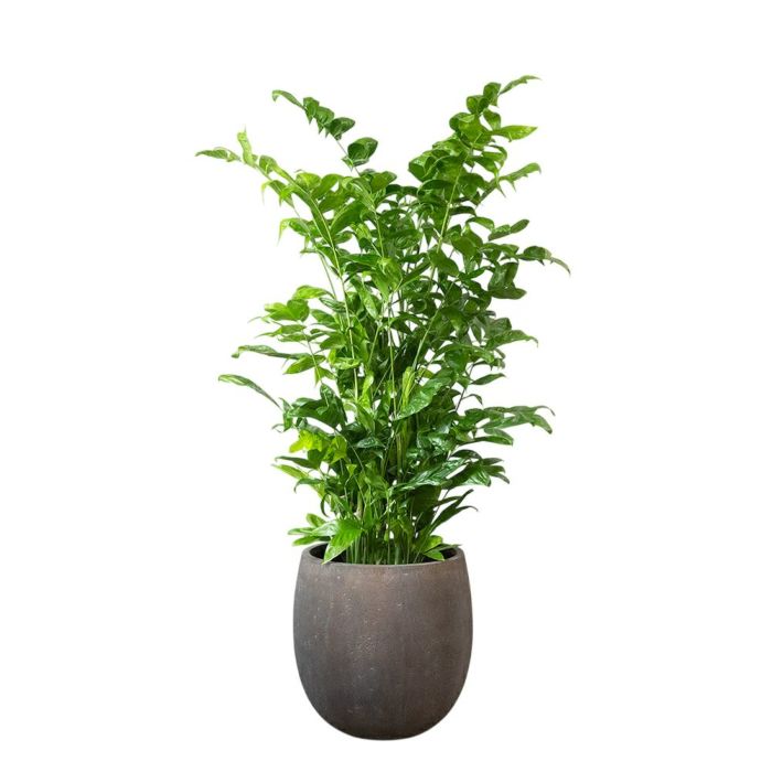 高性 チャメドレア 10号鉢 ファイバーストーン(陶器)鉢カバー付き 観葉植物 本物