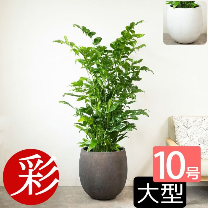 高性 チャメドレア 10号鉢 ファイバーストーン(陶器)鉢カバー付き 観葉植物 本物