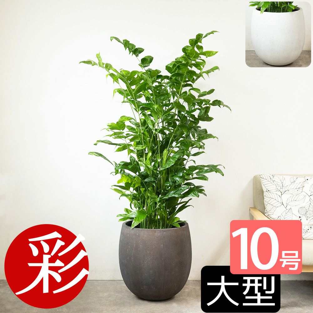高性 チャメドレア 10号鉢 ファイバーストーン(陶器)鉢カバー付き 観葉植物 本物