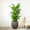 高性 チャメドレア 10号鉢 ファイバーストーン(陶器)鉢カバー付き 観葉植物 本物