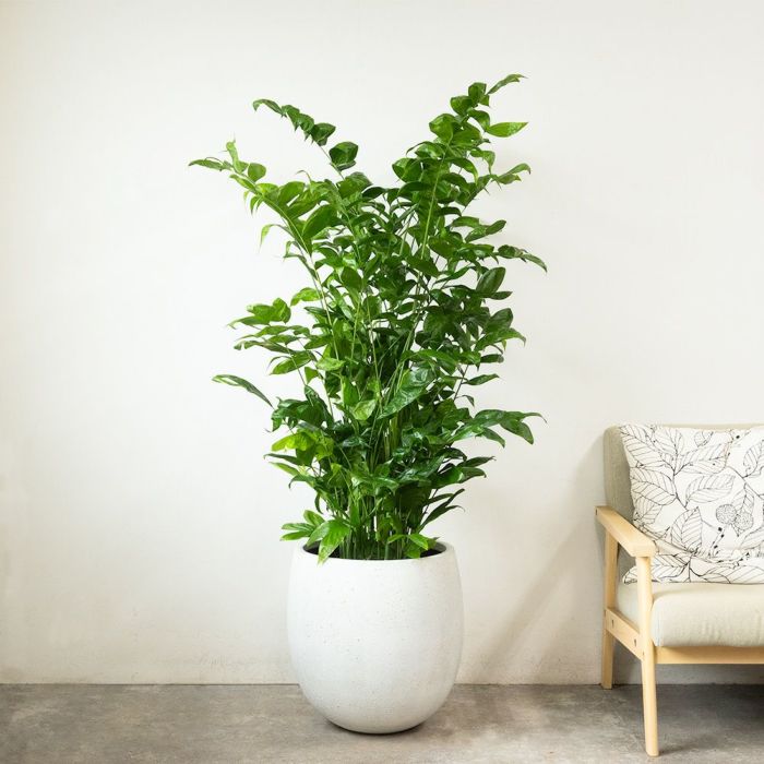 高性 チャメドレア 10号鉢 ファイバーストーン(陶器)鉢カバー付き 観葉植物 本物