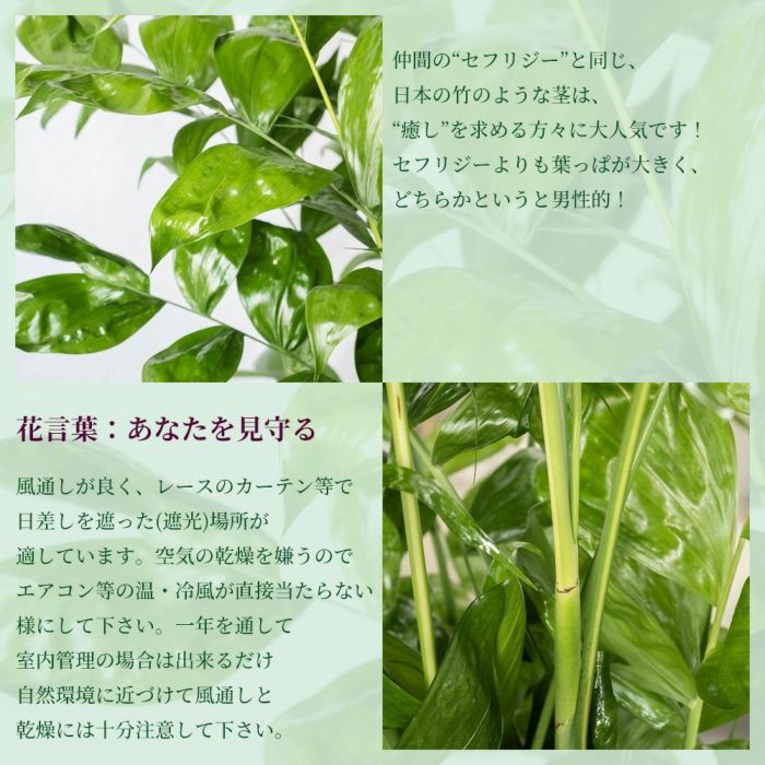 高性 チャメドレア 10号鉢 ファイバーストーン(陶器)鉢カバー付き 観葉植物 本物