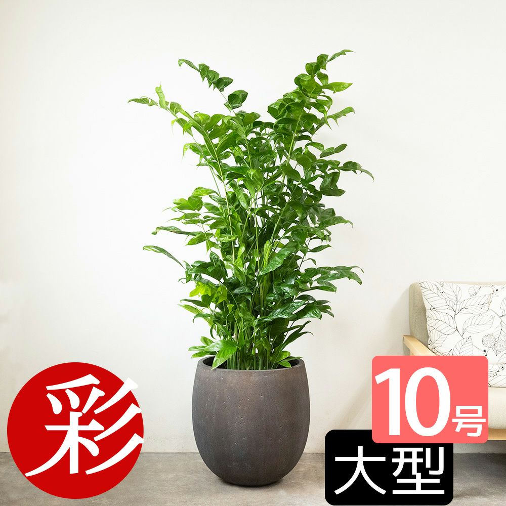 高性 チャメドレア 10号鉢 ファイバーストーン(陶器)鉢カバー付き 観葉植物 本物