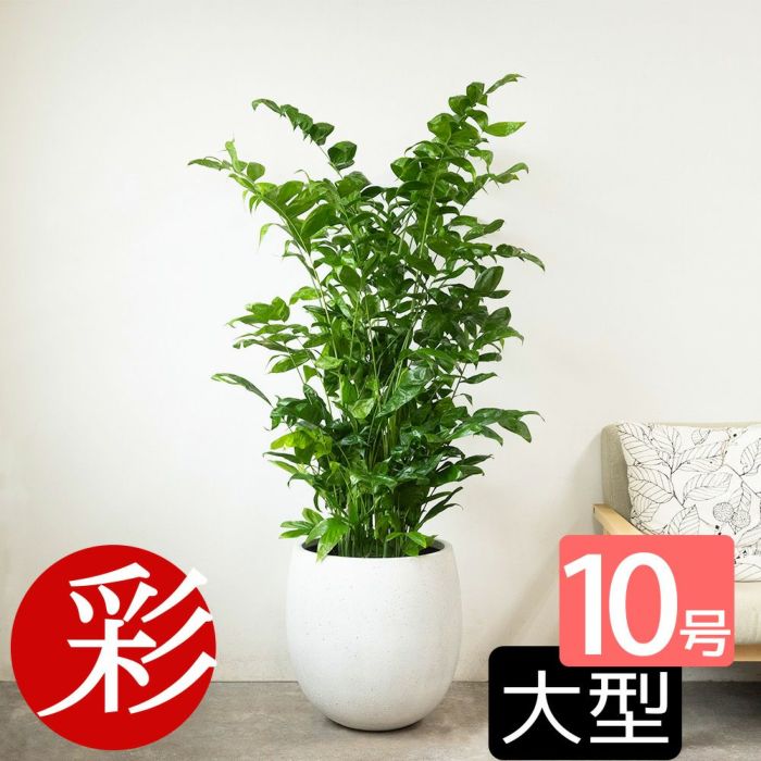 高性 チャメドレア 10号鉢 ファイバーストーン(陶器)鉢カバー付き 観葉植物 本物