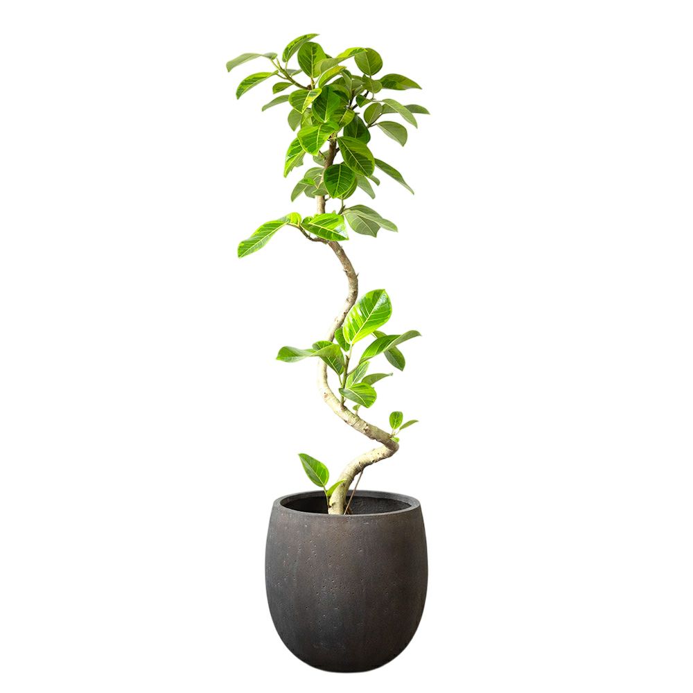 フィカス・アルテシーマ・バリエガタ 曲がり樹形 10号鉢 ファイバーストーン(陶器)鉢カバー付き 観葉植物 本物