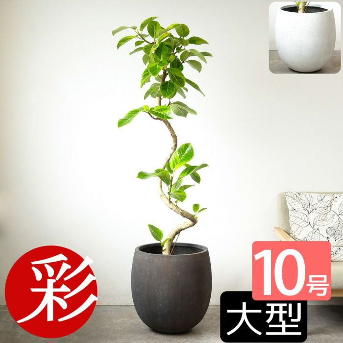 フィカス・アルテシーマ・バリエガタ 曲がり樹形 10号鉢 ファイバーストーン(陶器)鉢カバー付き 観葉植物 本物