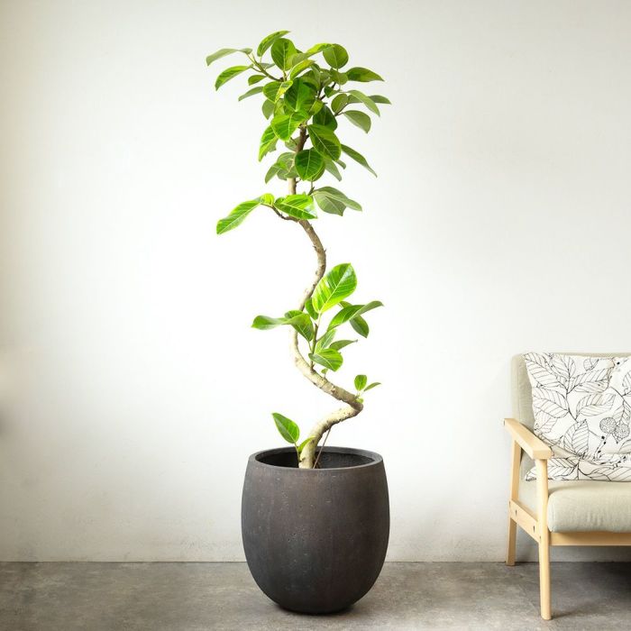 フィカス・アルテシーマ・バリエガタ 曲がり樹形 10号鉢 ファイバーストーン(陶器)鉢カバー付き 観葉植物 本物