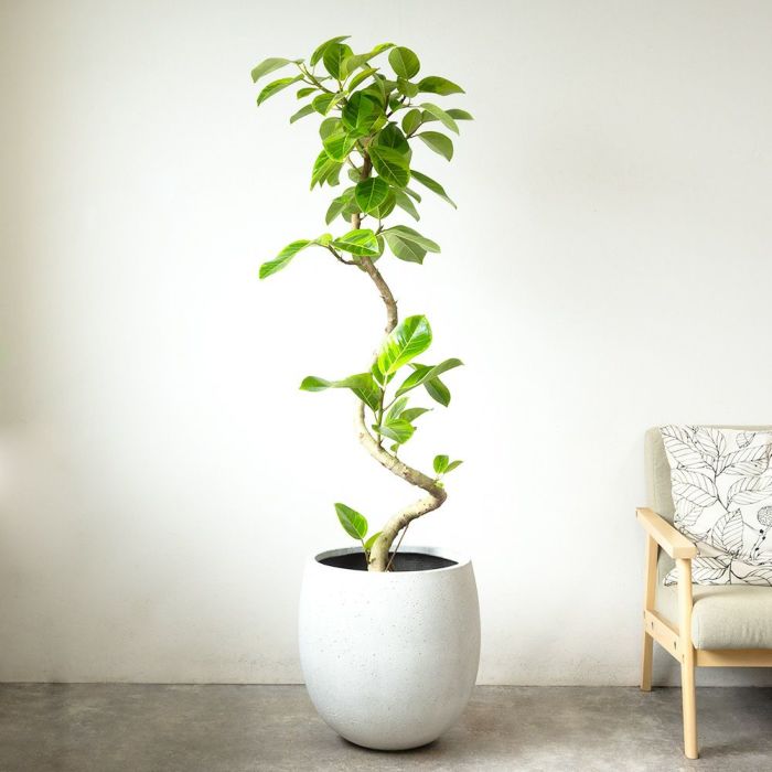 フィカス・アルテシーマ・バリエガタ 曲がり樹形 10号鉢 ファイバーストーン(陶器)鉢カバー付き 観葉植物 本物