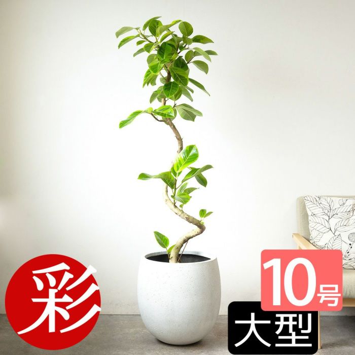 フィカス・アルテシーマ・バリエガタ 曲がり樹形 10号鉢 ファイバーストーン(陶器)鉢カバー付き 観葉植物 本物