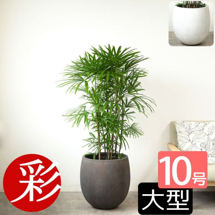 シュロチク 棕櫚竹 10号鉢 ファイバーストーン(陶器)鉢カバー付き 観葉植物 本物