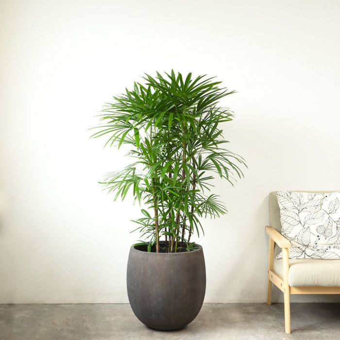 シュロチク 棕櫚竹 10号鉢 ファイバーストーン(陶器)鉢カバー付き 観葉植物 本物