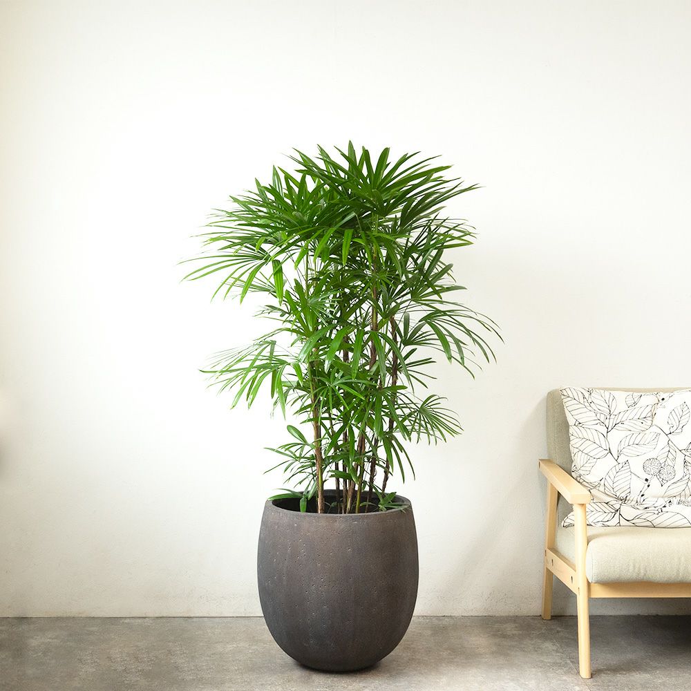シュロチク 棕櫚竹 10号鉢 ファイバーストーン(陶器)鉢カバー付き 観葉植物 本物