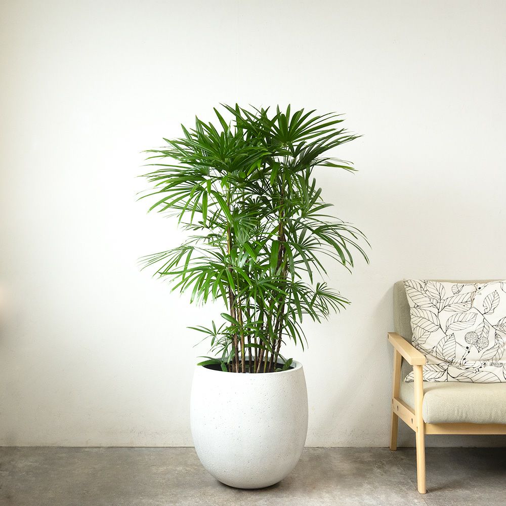 シュロチク 棕櫚竹 10号鉢 ファイバーストーン(陶器)鉢カバー付き 観葉植物 本物